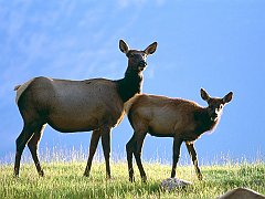 Cow Elk with Calf